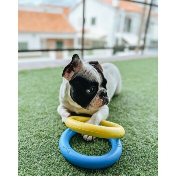 Ein Französischer Bulldogge liegt auf grünem Gras und ruht seinen Kopf auf einem gelben und blauen Hundespielzeugring.