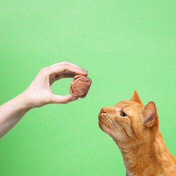 Orange getigerte Katze schnuppert an einem braunen Leckerli, das von einer Hand gehalten wird, vor einfarbig grünem Hintergrund.