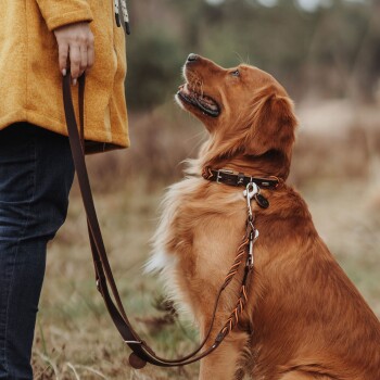 Ein Golden Retriever schaut zu einer Person in einem gelben Mantel auf, die eine braune Leine hält, in einer grasbewachsenen Umgebung.