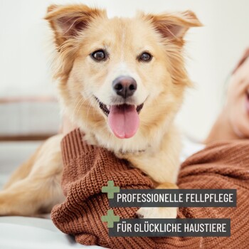 Eine Person in einem gemütlichen braunen Pullover hält einen kleinen Hund, mit Textüberlagerung 'Professionelle Fellpflege für glückliche Haustiere.'