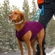 Core Hundepullover violett M