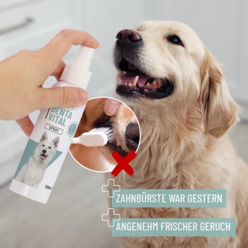 Eine Hand hält "DentaVital Spray" in der Nähe eines lächelnden Golden Retrievers. Ein Bild zeigt eine Zahnbürste mit einem roten Kreuz, das besagt, dass sie nicht notwendig ist.