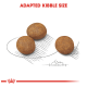 Three round pieces of kibble are displayed on a sketched surface, with the text "ADAPTED KIBBLE SIZE" prominently above.