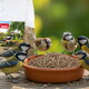 Terrakottaschale mit Vogelfutter, sechs Kleinvögel (Blaumeisen und ein Spatz) fressen; PANTO-Futtersack im Hintergrund.