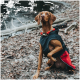 Ein brauner Vizsla-Hund trägt eine schwarze und rote Jacke und sitzt am Boden in der Nähe eines Teiches, schaut aufmerksam zur Seite.