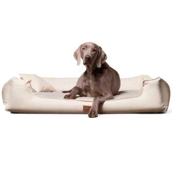 ® Nonplusultra LINUS orthopädisches Hundebett Visco PLUS Kunstleder creme 90 cm, 22 cm, 75 cm Grauer Weimaraner liegt auf einem beigen luxuriösen Hundebett mit erhöhten Seiten und einem kleinen Kissen.