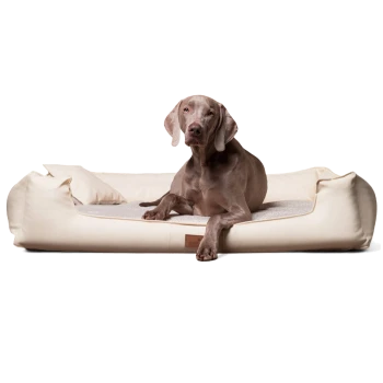 Grauer Weimaraner liegt auf einem beigen luxuriösen Hundebett mit erhöhten Seiten und einem kleinen Kissen.