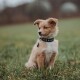 Ein flauschiger, hellbrauner Welpe mit blauen Augen sitzt auf grünem Gras und trägt ein schwarzes Halsband mit blauen Nieten.
