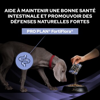 Chien avec collier rouge mangeant dans un bol Purina Pro Plan pendant qu'une main verse un supplément Pro Plan FortiFlora, texte en français sur la santé intestinale.