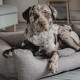 Ein gescheckter Hund liegt auf einem grauen Haustierbett und schaut direkt in die Kamera mit einem ruhigen Ausdruck.