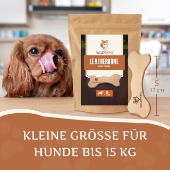 Ein brauner Cavalier King Charles Spaniel, der sich die Lippen leckt, neben einem Paket Wildfang Leatherbone Hundekauartikel, beschriftet für Hunde unter 15 kg.