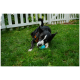Schwarz-weißer Hund mit einem blauen Auge, der auf dem Gras vor einem weißen Lattenzaun einen blauen Spielball kaut.