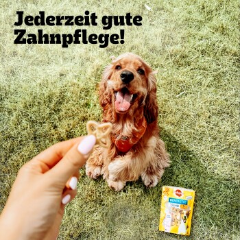 Ein Hund auf Gras schaut auf eine Hand, die einen sternförmigen Leckerbissen hält, mit einer Pedigree Dentastix Verpackung in der Nähe. Text: "Jederzeit gute Zahnpflege!"