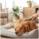 Ein Handkamm bürstet einen Golden Retriever, der in einem grauen Hundebett in einem hellen Wohnzimmer liegt.