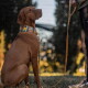 Brauner Hund (Vizsla) sitzt im Freien mit gemustertem Halsband; die passende Leine wird von einer Person gehalten (Beine und Hand sichtbar).