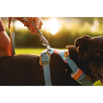 Eine Nahaufnahme einer Person, die ein farbenfrohes Hundegeschirr an einem schwarzen Hund befestigt, mit einem Sonnenuntergang im Hintergrund.