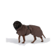 Hund trägt braunen wasserdichten Mantel mit Kapuze und schwarzem Schnallenriemen, steht vor weißem Hintergrund.