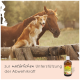 Ein Hund und ein Pferd sitzen auf einem Holzzaun in einem sonnigen Feld neben einer Flasche mit einem Haustier-Nahrungsergänzungsmittel, das mit "zur natürlichen Unterstützung der Abwehrkraft" beschriftet ist.