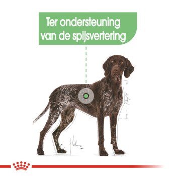 Illustratie van een bruin en witte hond met de tekst "Ter ondersteuning van de spijsvertering," die aangeeft dat het spijsverteringsondersteuning biedt.