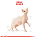 Ilustracja kota Sphynx z szczegółowymi liniami anatomicznymi, oznaczona "RASA: SFINKS" na górze w pogrubionym czerwonym tekście.