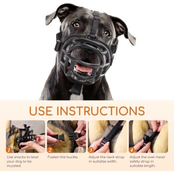 Ein Hund trägt einen Maulkorb mit Schritt-für-Schritt-Anweisungen zur Benutzung darunter, einschließlich des Anlegens der Schnalle und des Anpassens der Riemen.