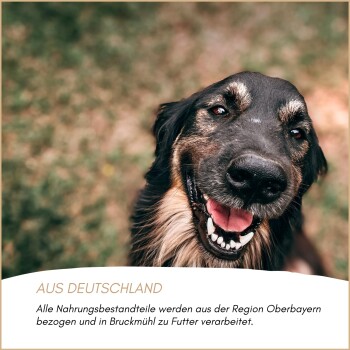 Nahaufnahme eines lächelnden schwarz-lohfarbenen Hundes im Freien; Banner mit "AUS DEUTSCHLAND" und deutscher Beschreibung