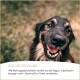 Nahaufnahme eines lächelnden schwarz-lohfarbenen Hundes im Freien; Banner mit "AUS DEUTSCHLAND" und deutscher Beschreibung