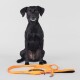 Visibility Leash orange orange 1,5 cm