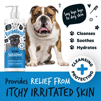 Ein Bulldog sitzt neben einer Flasche Bugalugs Wrinkle Shampoo, das verspricht, zu reinigen, zu beruhigen und zu hydratisieren, während es Linderung bei juckender Haut bietet.