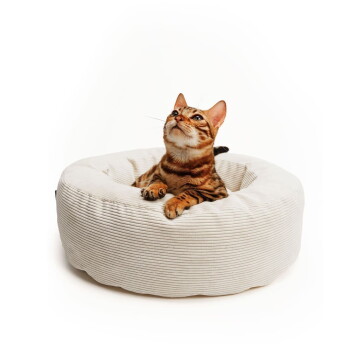 Bengal-Katze mit Pfoten über dem Rand eines runden, cremefarbenen Cord-Haustierbetts, schaut nach oben.