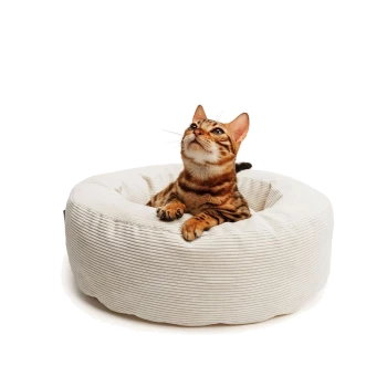 Bengal-Katze mit Pfoten über dem Rand eines runden, cremefarbenen Cord-Haustierbetts, schaut nach oben.