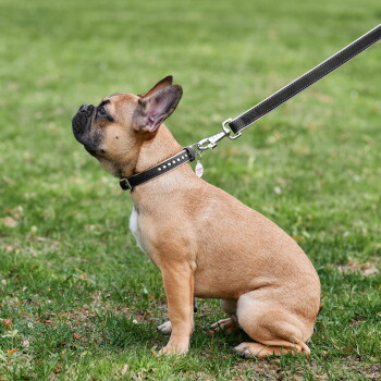 Geelbruine Franse bulldog zittend op het gras, draagt een zwarte leren halsband met studs en riem met een kleine ronde penning waarop rode tekst staat.