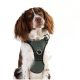 Ein brauner und weißer Hund mit einem grünen Geschirr, der neugierig in die Kamera schaut, vor einem weißen Hintergrund.