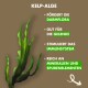 Illustration von Kelp-Algen, die Vorteile hervorhebt: unterstützt die Darmgesundheit, Gelenkfunktion, Immunsystem und ist reich an Mineralien.