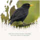 Amsel mit orangefarbenem Schnabel auf einem Ast sitzend, darunter deutscher Text über Vögel.