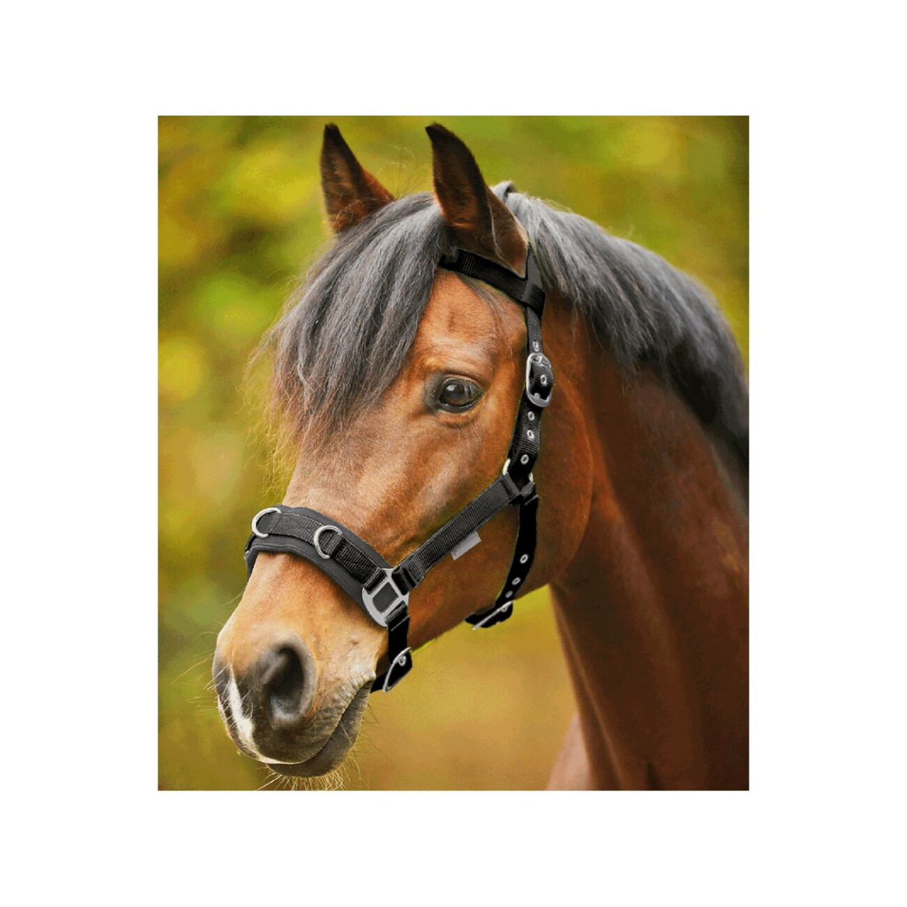 Fressnapf-Online-Shop DE