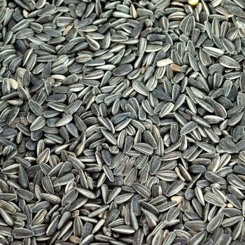 Nahaufnahme von zahlreichen schwarzen Sonnenblumenkernen, die auf einer Oberfläche verstreut sind und ihre längliche Form und gestreiften Muster zeigen.