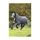 Ein graues Pferd mit einer passenden Decke läuft über ein grasbewachsenes Feld, umgeben von Bäumen mit herbstlicher Laubfärbung.