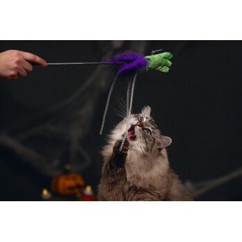 Flauschige Katze mit blauen Augen spielt mit einem grünen Krallenspielzeug an einem Stock, der von einer Hand gehalten wird, Halloween-Kürbis im Hintergrund.