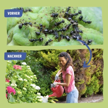 Bild, das einen Garten vor und nach der Schädlingsbehandlung vergleicht: befallene Blätter oben, lebendiger Garten mit einer Frau, die unten gießt.