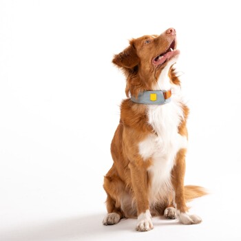 Ein glücklicher braun-weißer Hund sitzt, trägt ein blaues Halsband mit einem gelben Etikett, vor einem schlichten weißen Hintergrund.