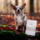 Ein kleiner, gescheckter Chihuahua steht auf einem Bett aus Herbstblättern neben einem Sack mit der Aufschrift "SHIMUN SLIM" für Hunde, der gesundes Fell fördert.