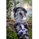 Ein braun-weißer Hund mit einem grauen Geschirr und einer Leine, der aufmerksam in einer natürlichen Umgebung mit verschwommenem Laub nach oben schaut.