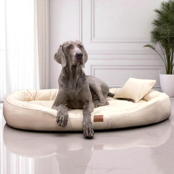 Großer grauer Hund liegt auf einem beigen gepolsterten Haustierbett mit Kissen in einem hellen Raum mit weißen Wänden und einer Topfpflanze.