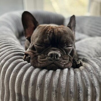 Ein schlafender brauner Französischer Bulldogge, die ihren Kopf auf einem plüschigen, grauen Haustierbett mit gerippter Textur ruht.