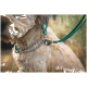 Nahaufnahme eines tanfarbenen Hundes mit einem grünen Halsband und einer silbernen Kettenleine, vor einem verschwommenen natürlichen Hintergrund.