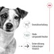 Hundebild mit Text zu den Vorteilen von Haustierprodukten: Gewichtserhaltung, starke Knochen und Unterstützung für lebenslange Vitalität.