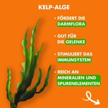 Kelp-Algen auf einem orangefarbenen Hintergrund, der Vorteile hervorhebt: unterstützt die Gesundheit des Darms, Gelenke, Immunität und ist reich an Mineralien.