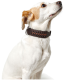 Eine Nahaufnahme eines weißen Hundes mit braunen Flecken, der ein stilvolles braunes Lederhalsband mit einem geflochtenen Design trägt.