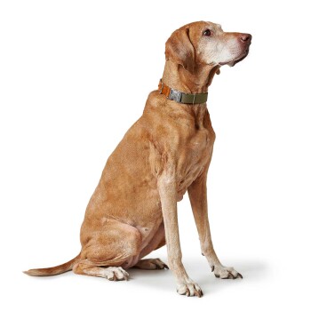 Großer brauner kurzhaariger Hund sitzt, trägt ein beige-orangefarbenes Halsband mit Metallschnalle, auf weißem Hintergrund.